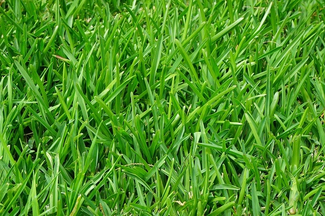 5 Tips to Protect Your Property’s Lawn During the Branson Missouri Winter